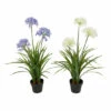 Cheap 🔔 Gerson Assorted Artificial Agapanthus In Pot 2-pack ✨ -Outlet Gerson Store unnamed file 315