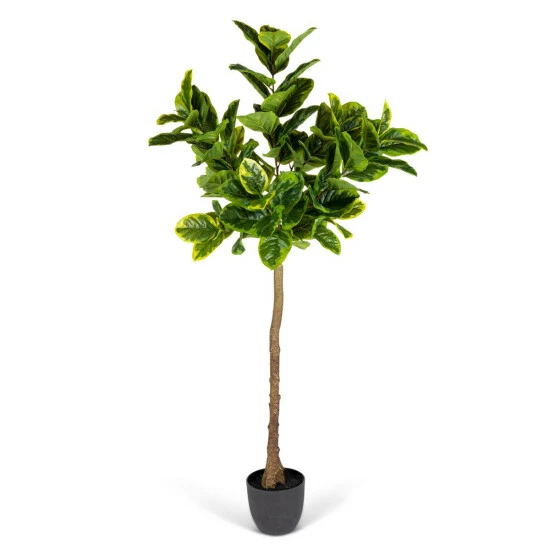 Budget π The Gerson Co. Real Touch Realistic Variegated Ficus In Plastic Pot 𧨠3 Budget π The Gerson Co. Real Touch Realistic Variegated Ficus In Plastic Pot π§¨